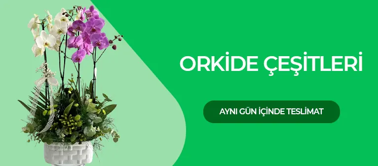 Şekerpınar Çiçekçi - Orkide Çeşitleri ve Fiyatları