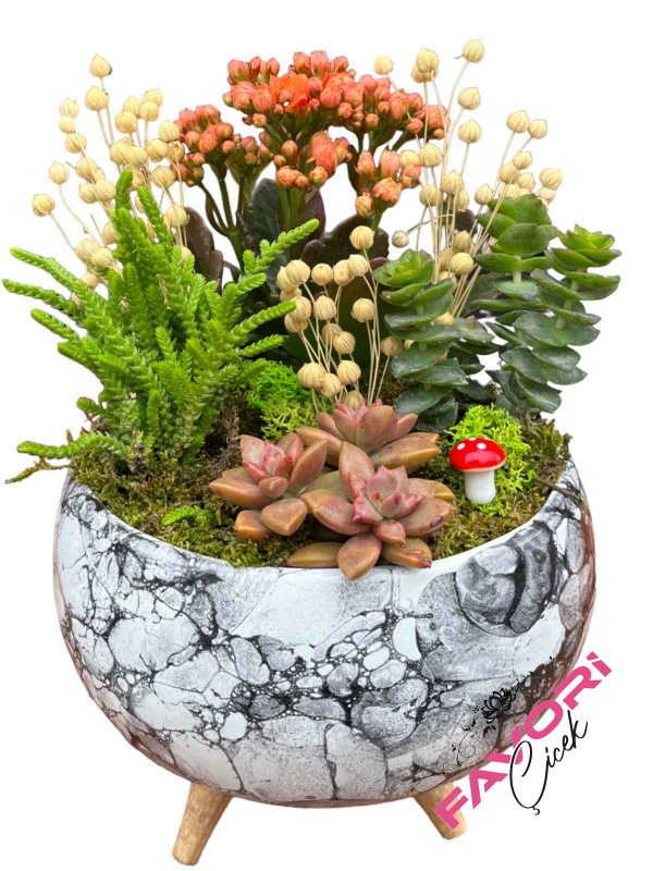 Ayaklı Saksıda Kalanchoe ve Sukulentler