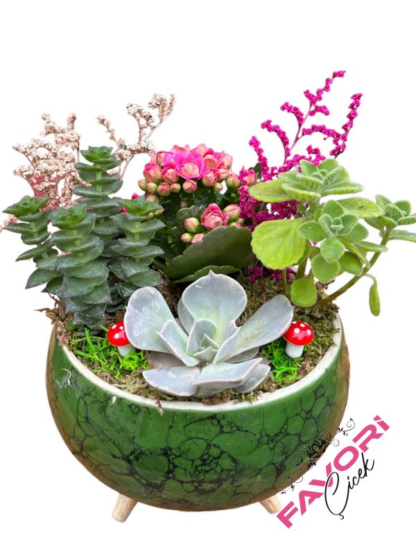 Ayaklı Saksıda Pembe Kalanchoe ve Sukulentler