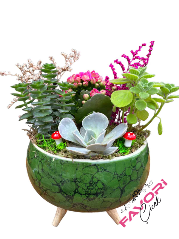 Ayaklı Saksıda Pembe Kalanchoe ve Sukulentler