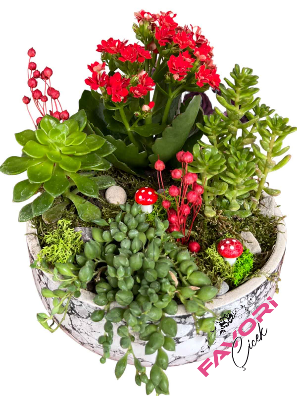 Kırmızı Kalanchoe Çiçeği Teraryum