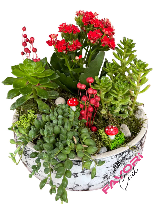 Kırmızı Kalanchoe Çiçeği Teraryum