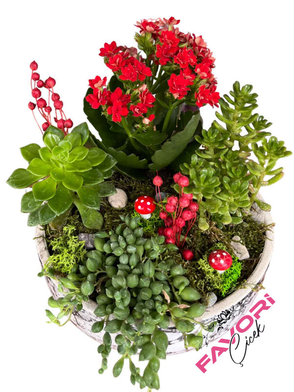 Kırmızı Kalanchoe Çiçeği Teraryum