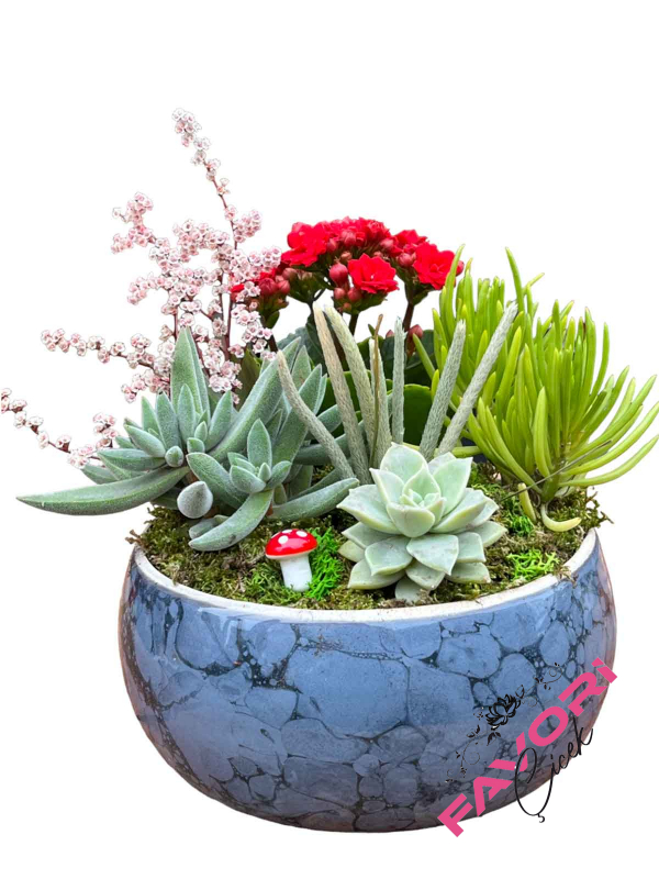 Kırmızı Kalanchoe ve Skulentler