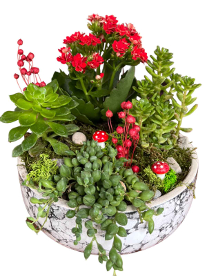 Kırmızı Kalanchoe Çiçeği Teraryum